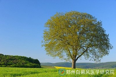 ճа综