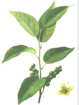˰粻ʹڸǼ